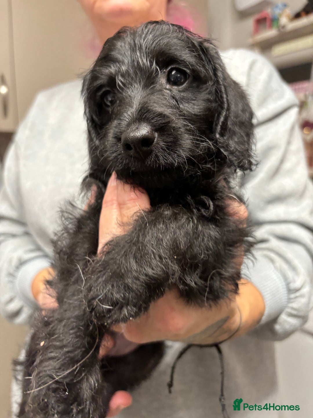 Doxiepoo dogs for sale: doxipoo puppies READY NOW - Image 7