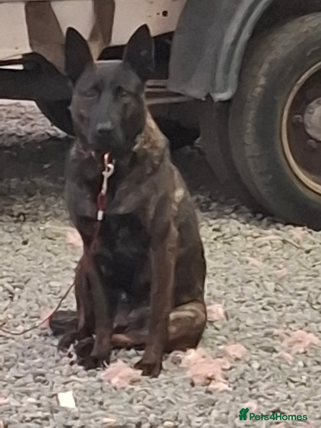Belgian Shepherd Dog dogs for sale: 3 year old Protection trained female in Lambeth - Image 2