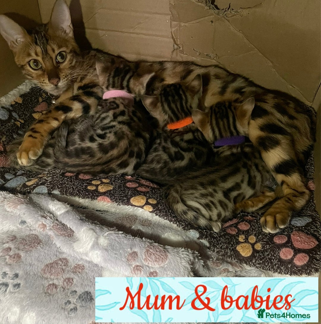 Bengal cats for sale: Beautiful Bengal Kittens - Advert 14