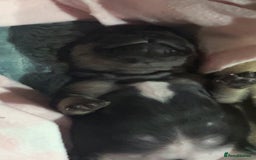 Mixed Breed dogs for sale: Beautiful freelance bulldogs  - Advert 5