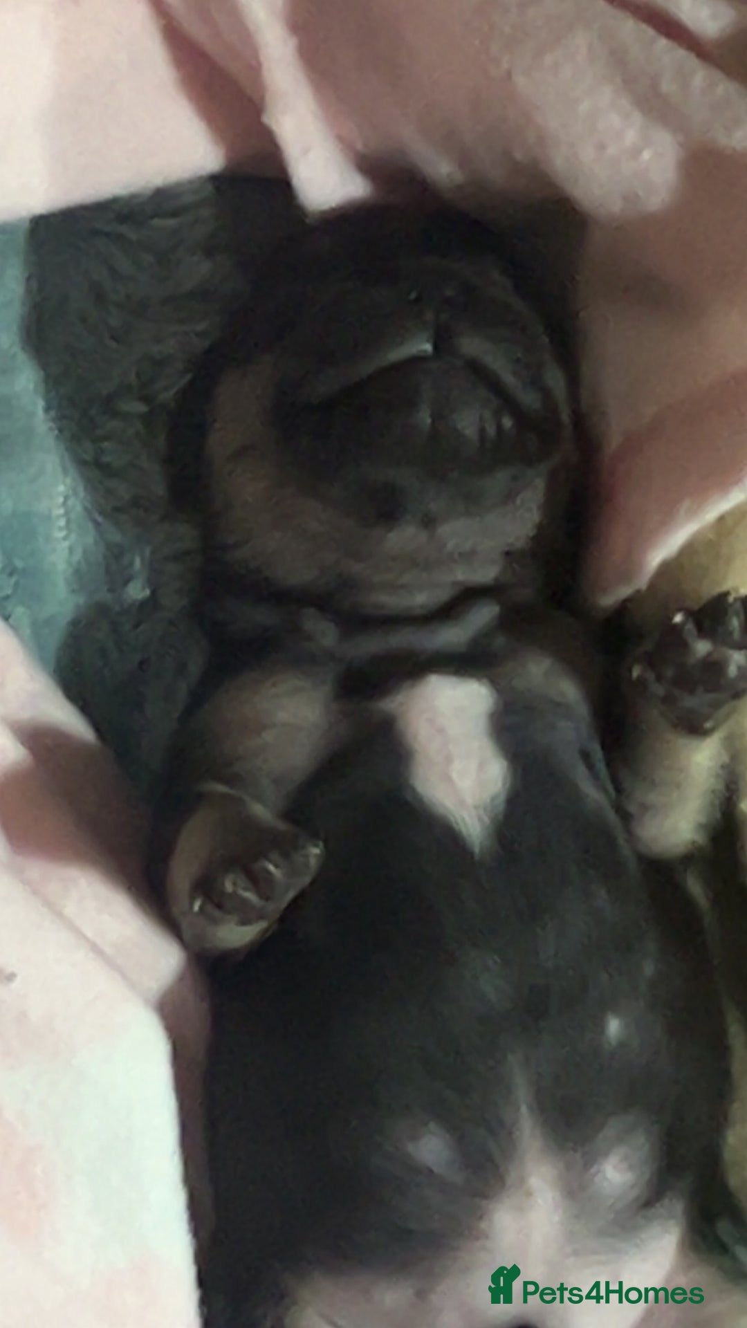 Mixed Breed dogs for sale: Beautiful freelance bulldogs  - Advert 5