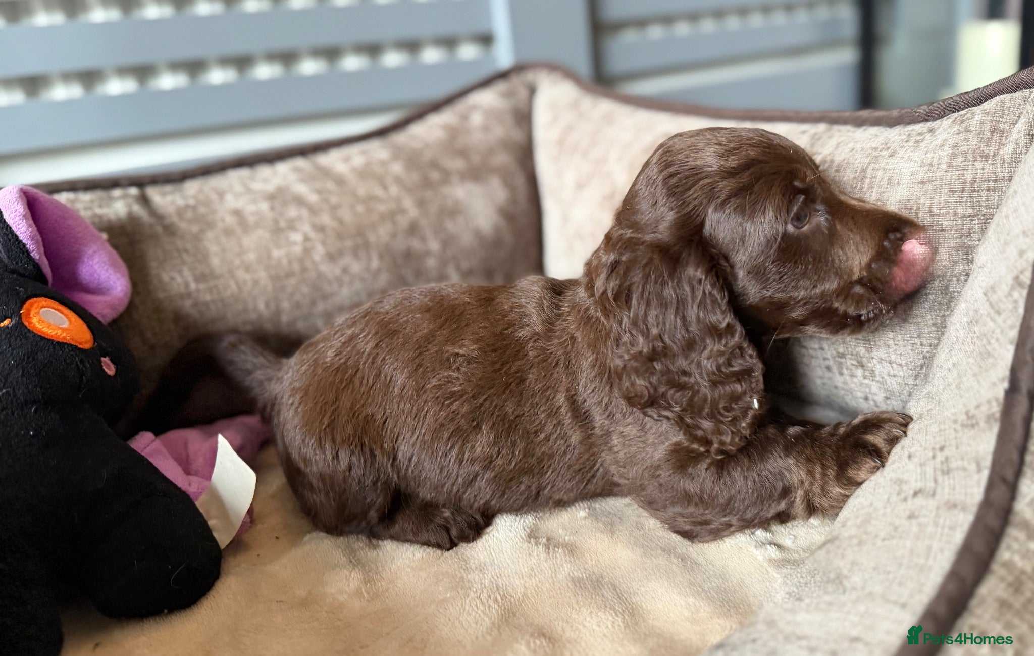 Dachshund dogs Beautiful litter of dachshund puppies 🐶  - Advert 1