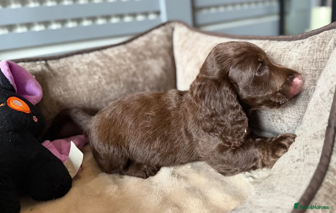 Dachshund dogs for sale: Beautiful litter of dachshund puppies 🐶  - Advert 5