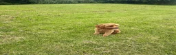 Cavapoo dogs for stud: Cavapoo Proven Stud  - Advert 3