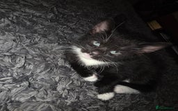 Mixed Breed cats for sale: Kittens  - Image 5