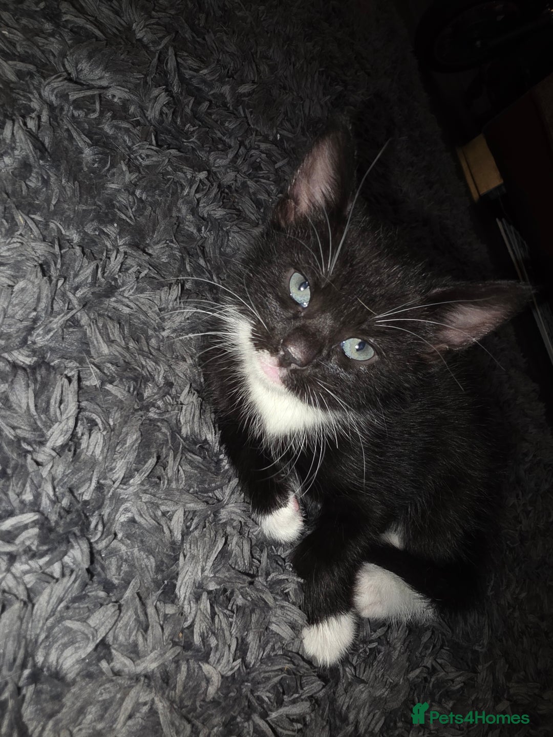 Mixed Breed cats for sale: Kittens  - Image 5