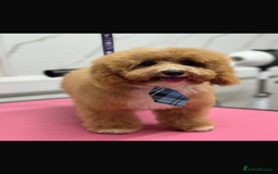 Cockapoo dogs for sale: F1b cockapoo puppies.  - Image 6