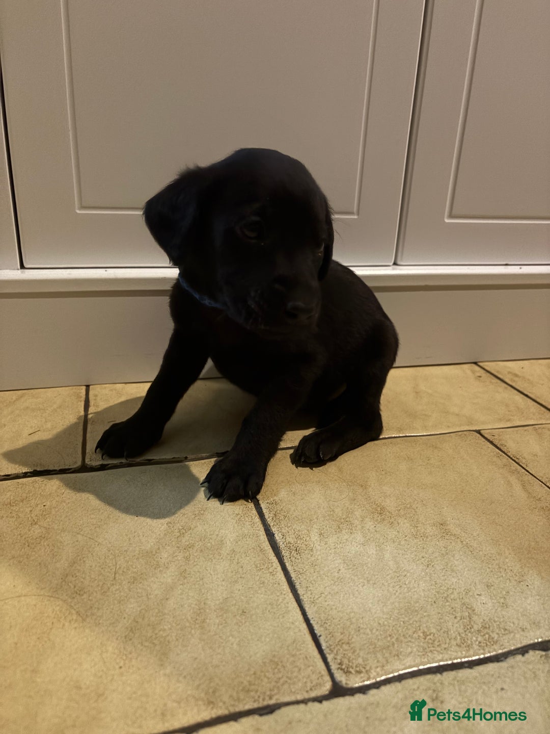 Labrador Retriever dogs for sale: Ready to leave now 3 gorgeous males pups left  - Advert 18
