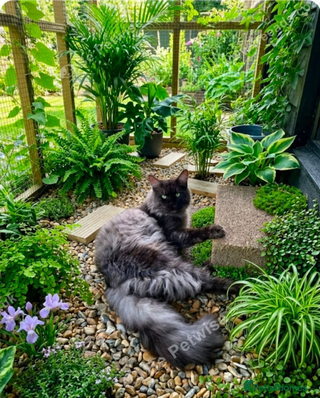 Maine Coon cats for sale: 1 Boy 1 Girl TAKE HOME TODAY - Advert 2