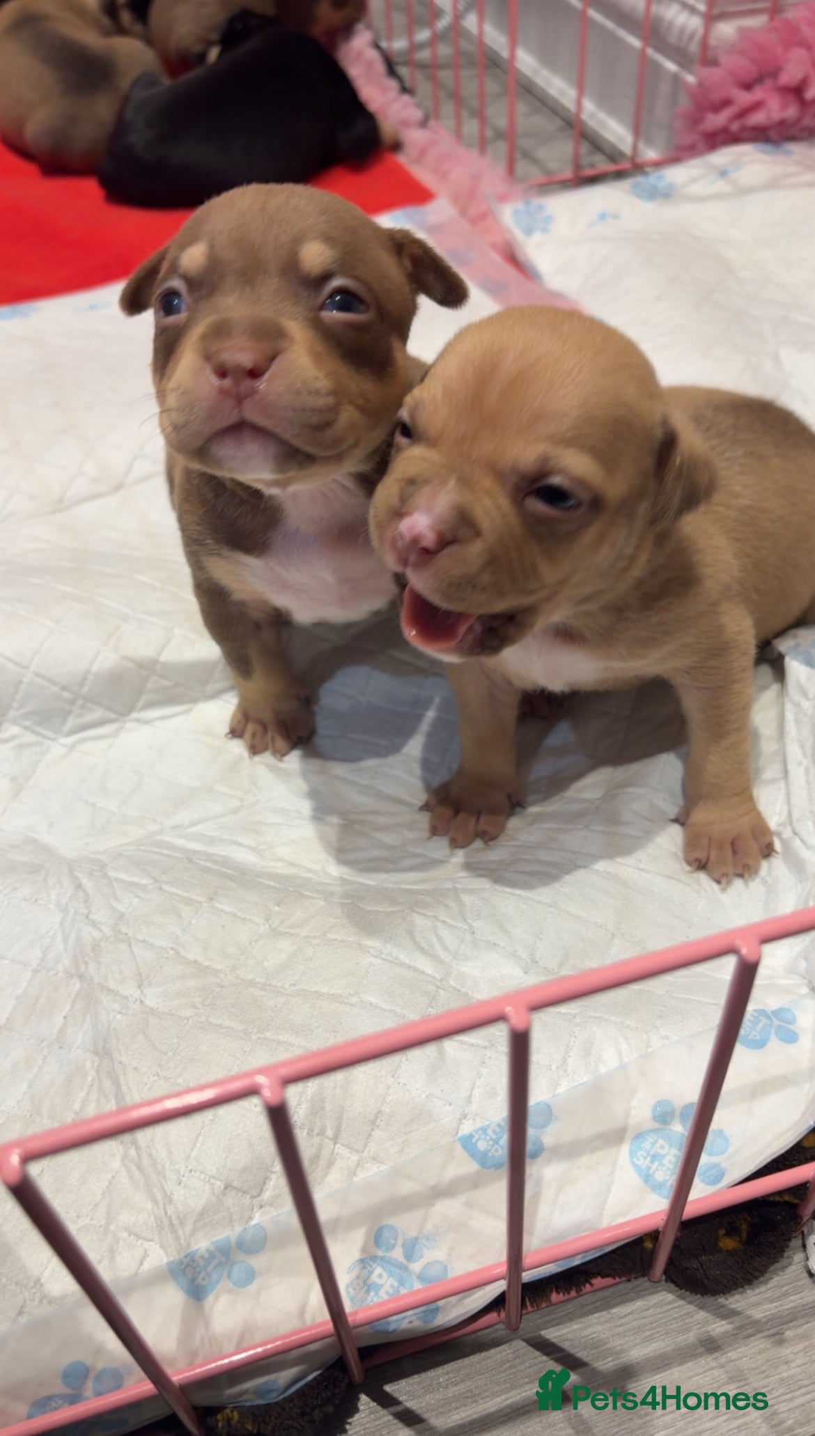 American Bully dogs ABKC Registered pocket bully puppies. Champion🩸🧬 - Advert 7