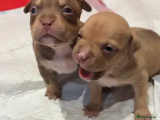 American Bully dogs ABKC Registered pocket bully puppies. Champion🩸🧬 - Advert 7