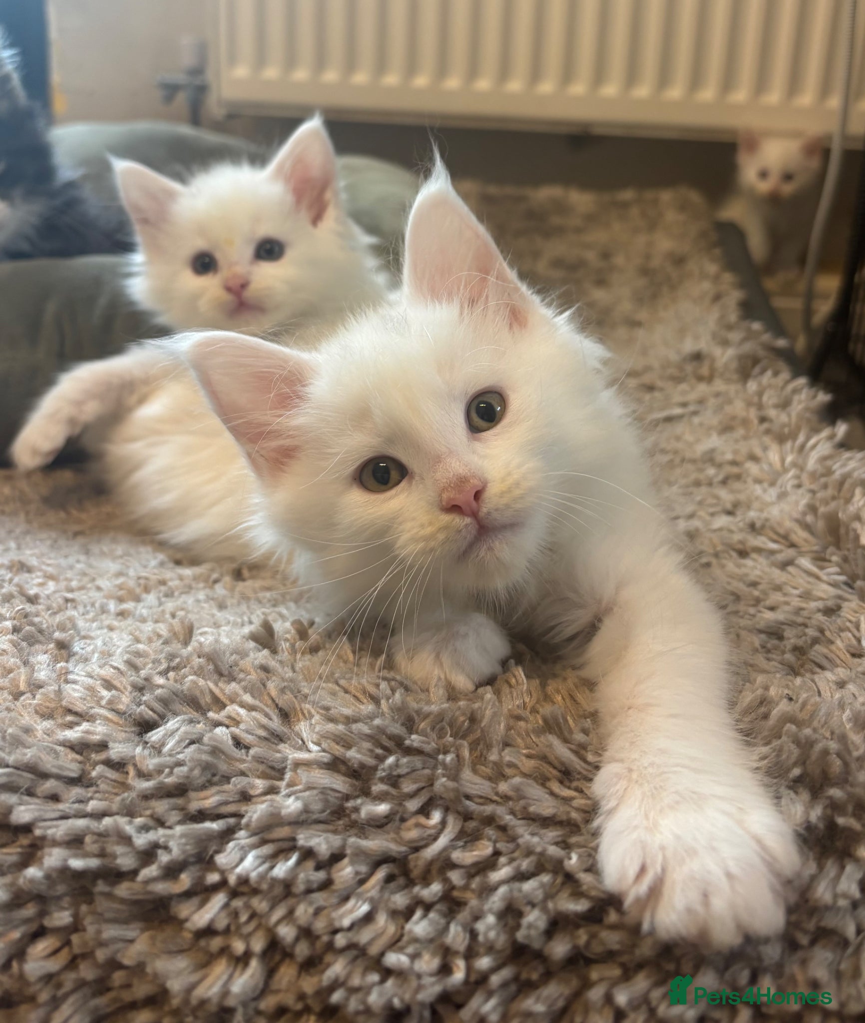Maine Coon cats for sale: Maine coon kittens for sale. Some polydactyl.  in Trimdon Station - Advert 16
