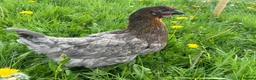 Mixed Breed poultry for sale: Hybrid Pullets POL Vaccinated - Advert 4