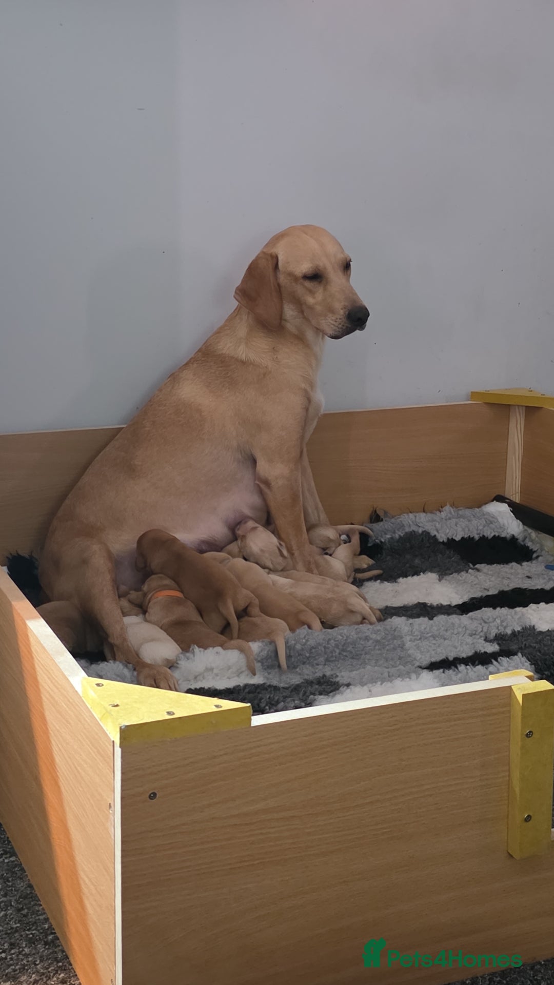 Labrador Retriever dogs for sale: Gorgeous Labrador puppies - Advert 32