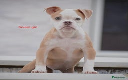 Old Tyme Bulldog dogs for sale: 5⭐️RATED, LICENSED. 23 YEARS EXPERIENCE  - Image 4