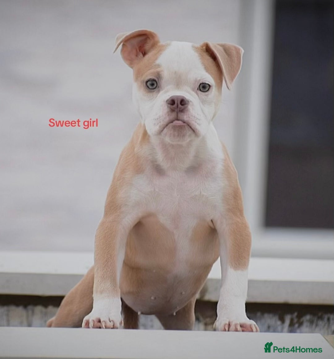 Old Tyme Bulldog dogs for sale: 5⭐️RATED, LICENSED. 23 YEARS EXPERIENCE  - Image 4
