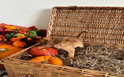 Abyssinian cats for sale: Pure pedigree Tica registered Abyssinian kittens  - Image 15