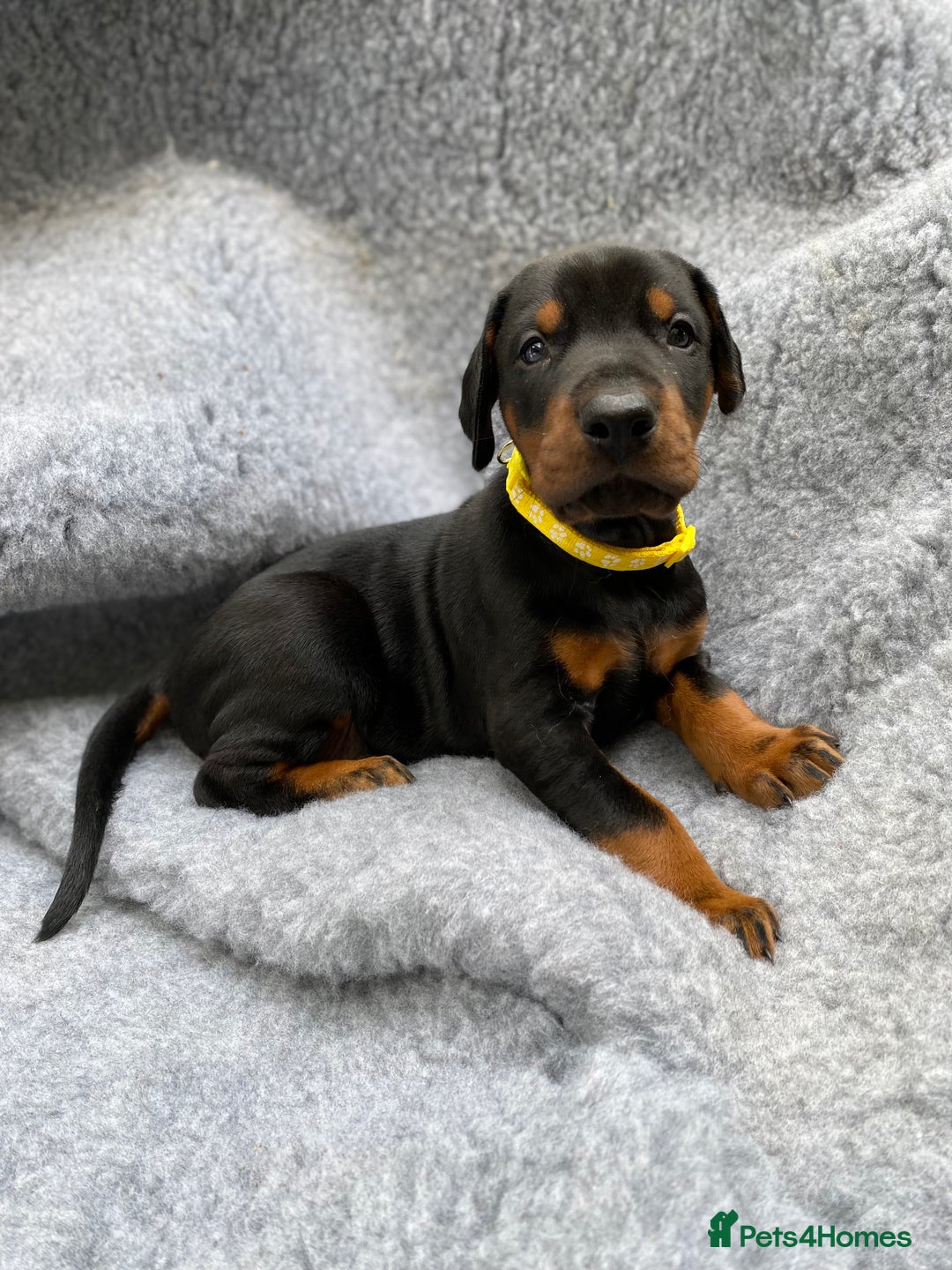 Dobermann dogs for sale: KC REGISTERED DOBERMAN ( 11 months old : Intact) - Advert 29