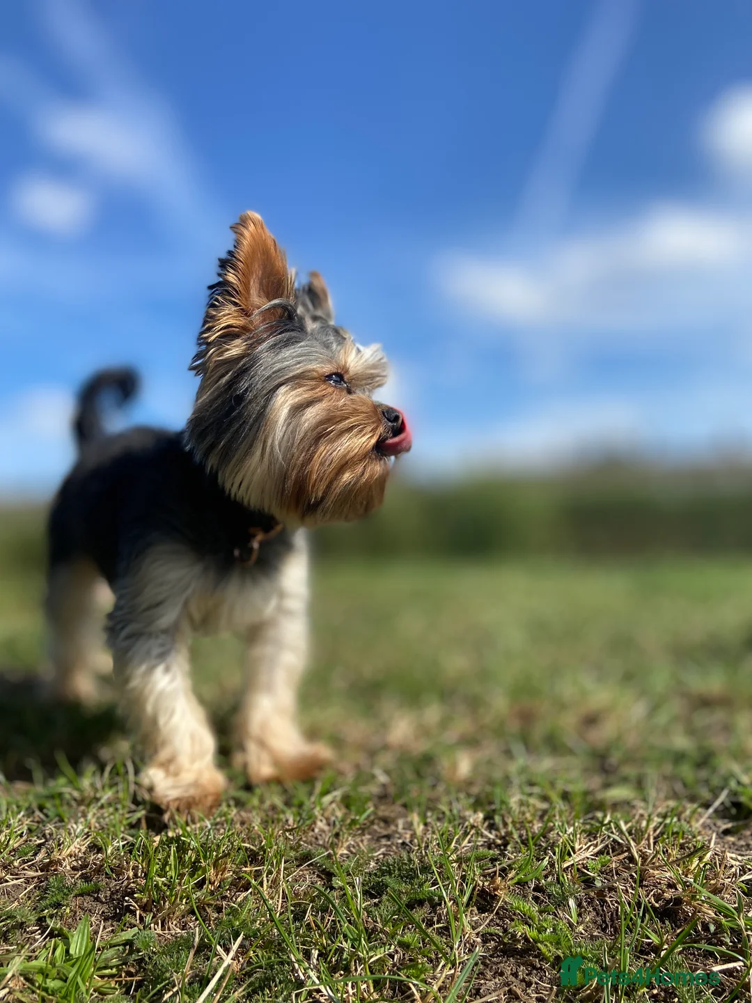 Yorkshire Terrier dogs for stud: Rocky in Hornchurch - Advert 17