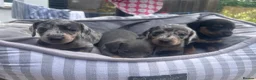 Dachshund dogs for sale: Stunning dapple girl dachshund standard in Haverfordwest - Advert 1