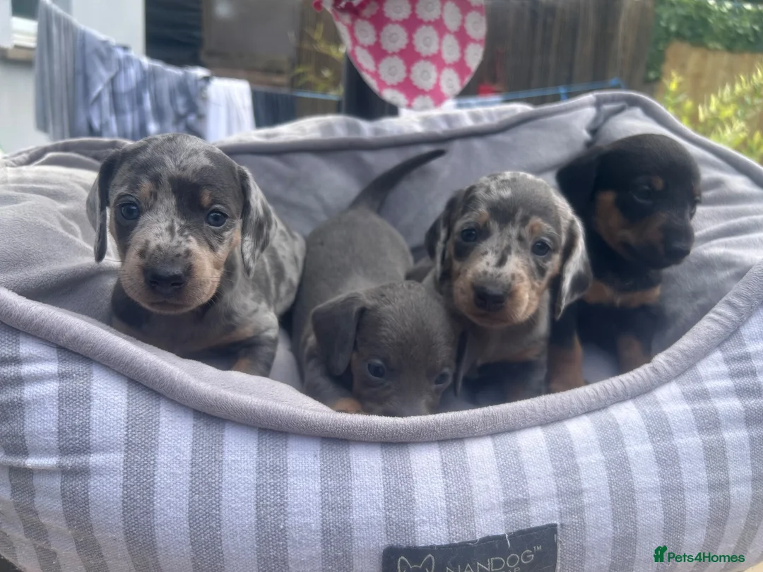 Dachshund dogs for sale: Stunning dapple girl dachshund standard in Haverfordwest - Advert 1