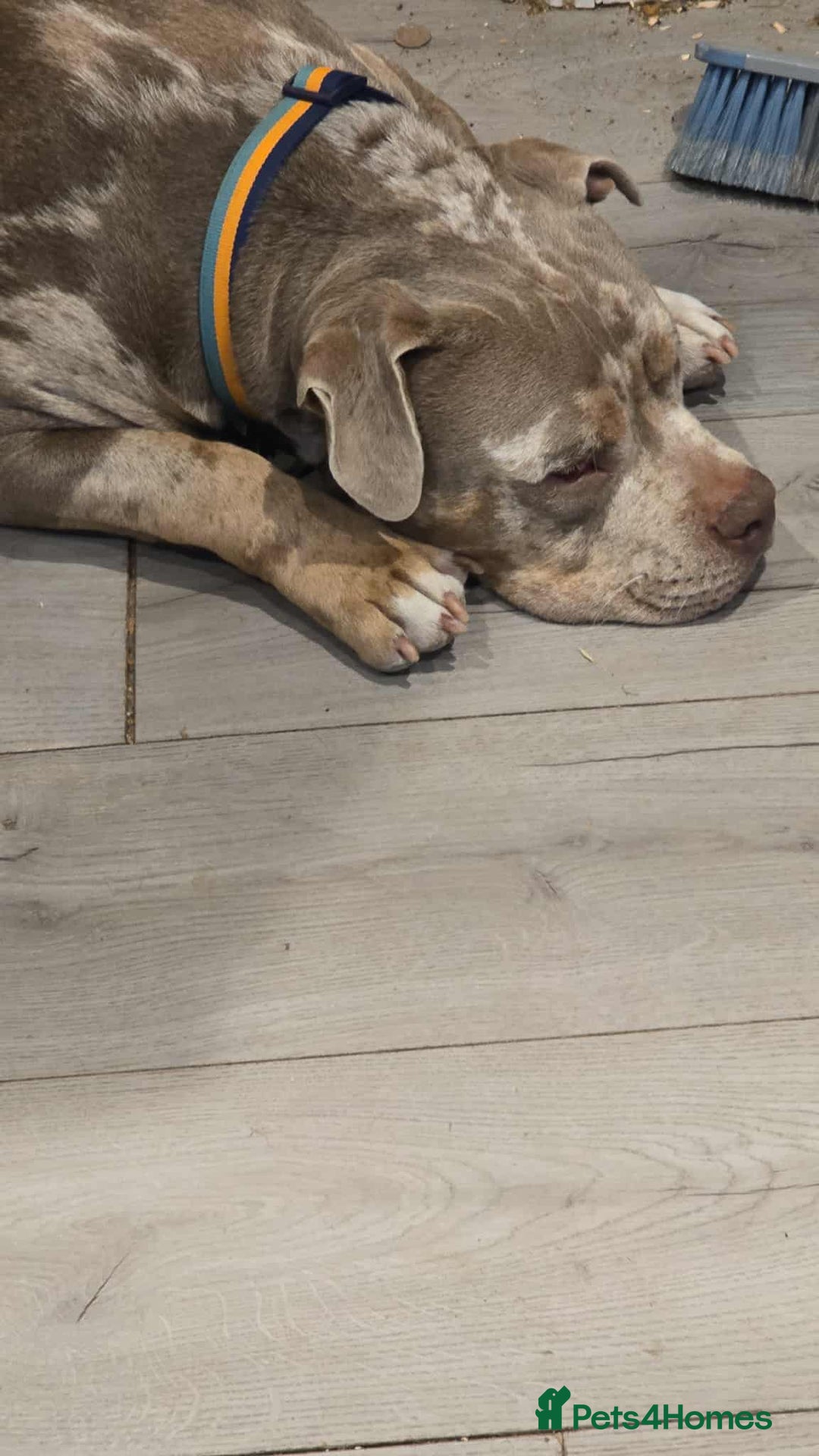 American Bully dogs for sale: Charlie  - Image 1