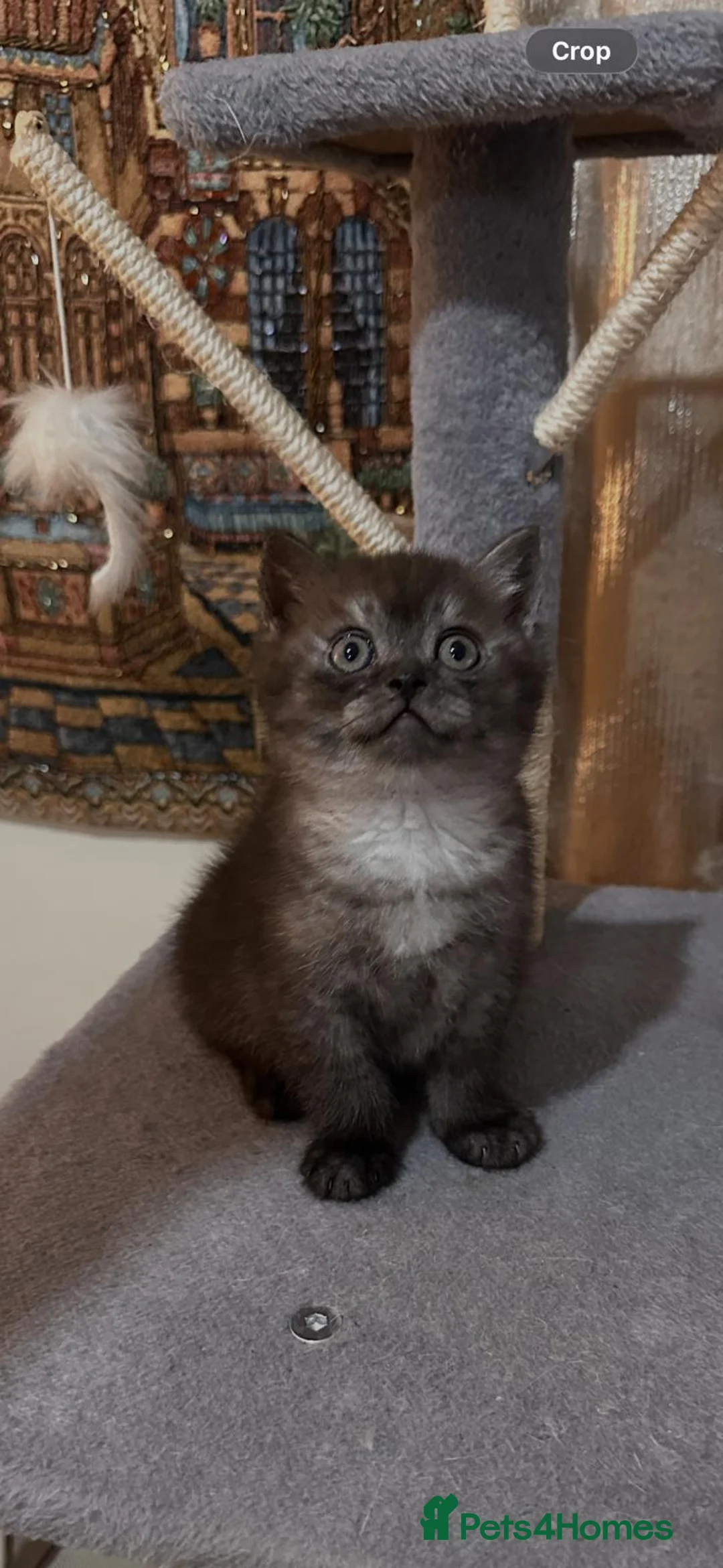 British Shorthair cats for sale: ✨ Premium British Shorthair Kittens ✨ - Advert 16