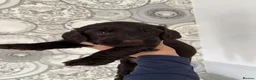 Cockapoo dogs for sale: 🐾💕7 GORGEOUS COCKAPOOS GIRLS 💕🐾 in Littlehampton - Advert 8