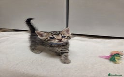 Bengal cats for sale: Beautiful 1/2 bengal kittens - Image 33