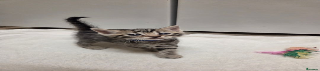 Bengal Kitten blue collar