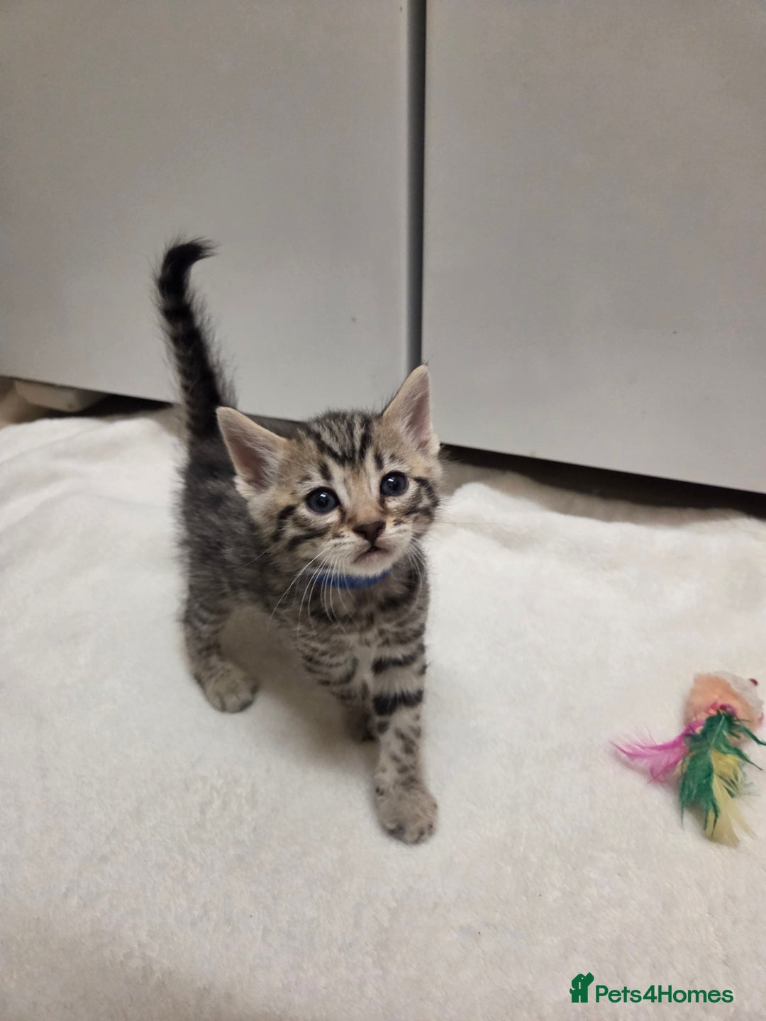 Bengal cats for sale: Beautiful 1/2 bengal kittens - Image 33