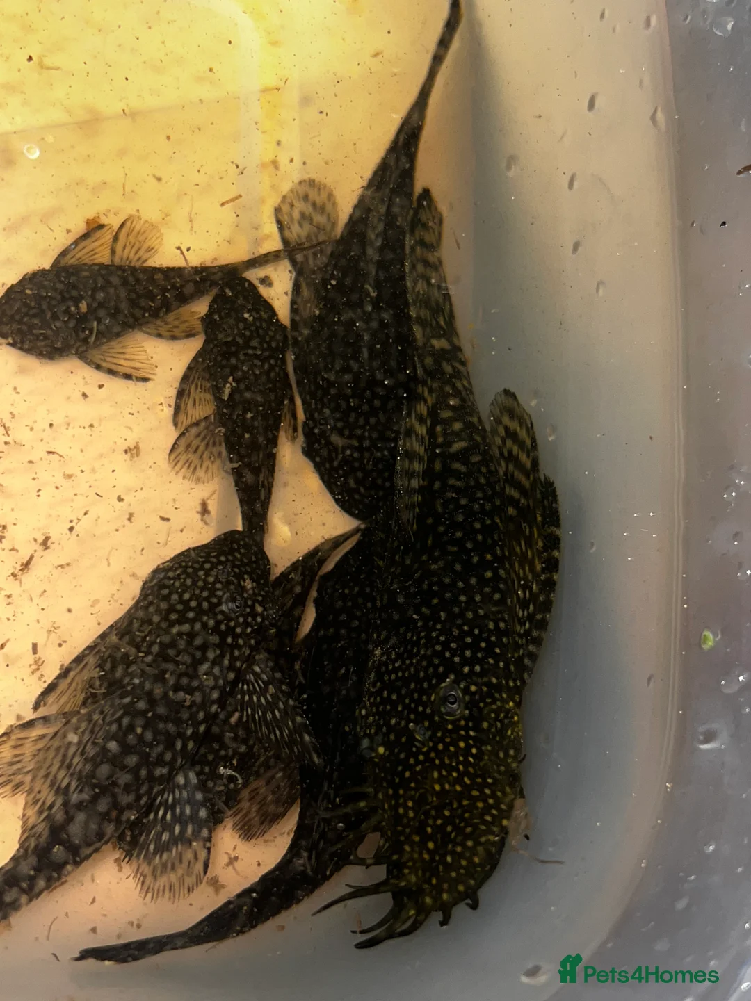 Other/Mixed Breed fish for sale: Jaguar Cichlid, Parrot fish, silver dollars - Advert 4