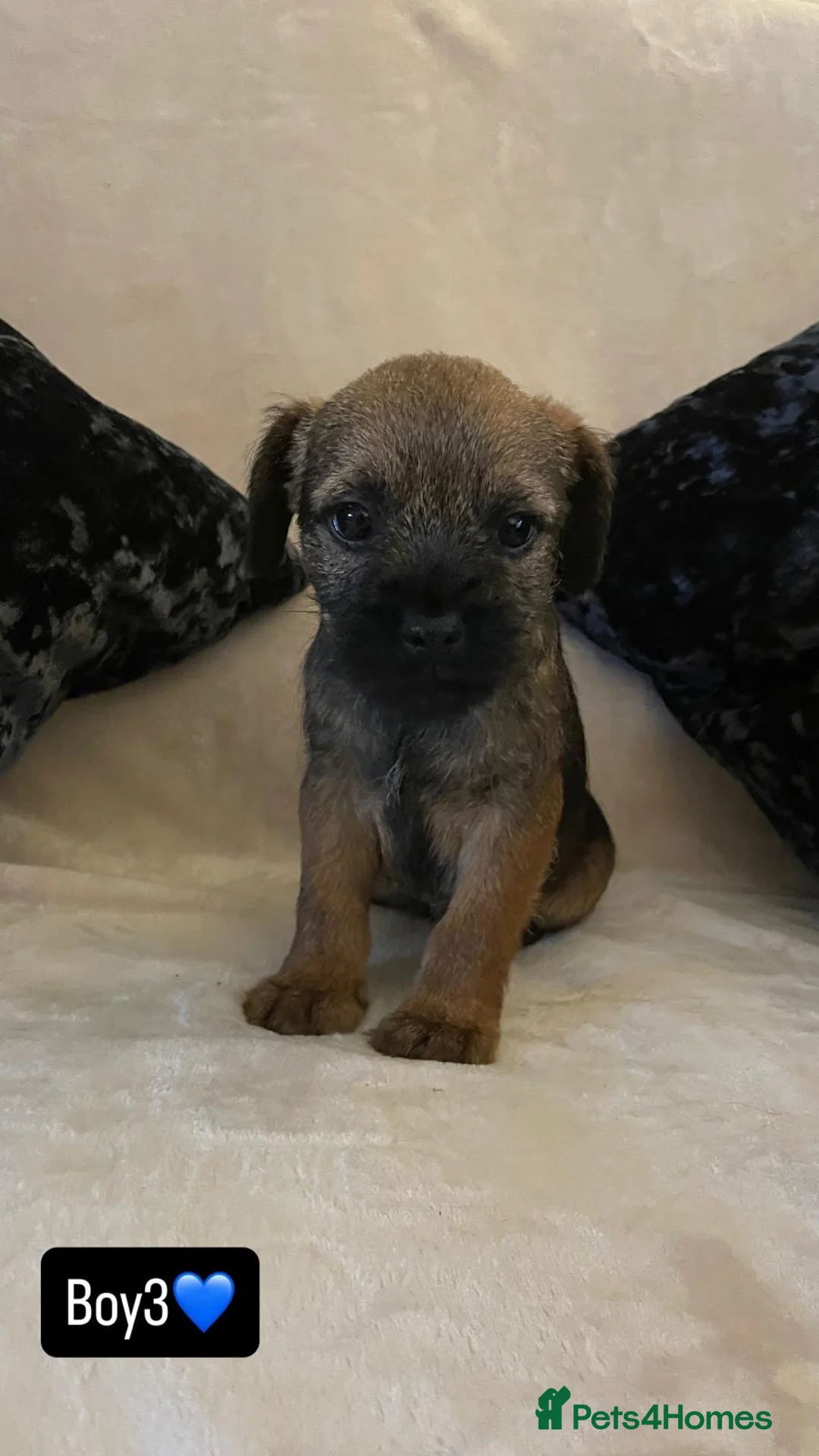 Border Terrier dogs for sale: Border terrier puppies - Advert 5
