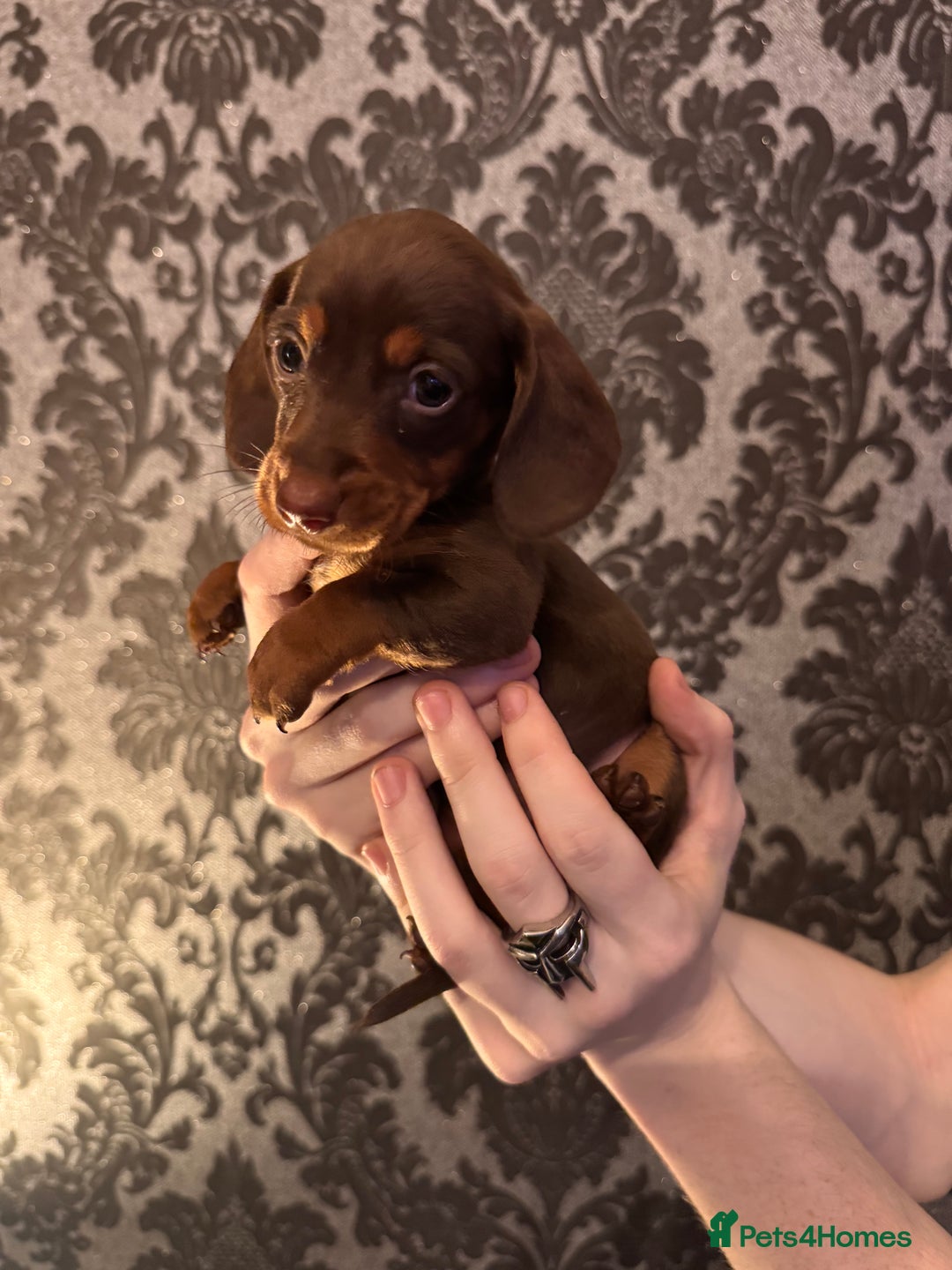 Dachshund dogs for sale: **** Absolutely Stunning Babies **** - Advert 2