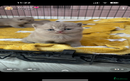 British Shorthair cats for sale: Lilic GCCF registered active champion lines  - Image 31