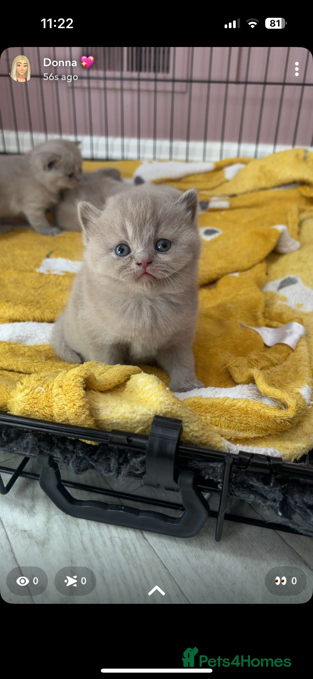 British Shorthair cats for sale: Lilic GCCF registered active champion lines  - Image 31