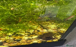 Shrimps fish for sale: Bristle-nose pleco fry and cherry shrimp - Image 2