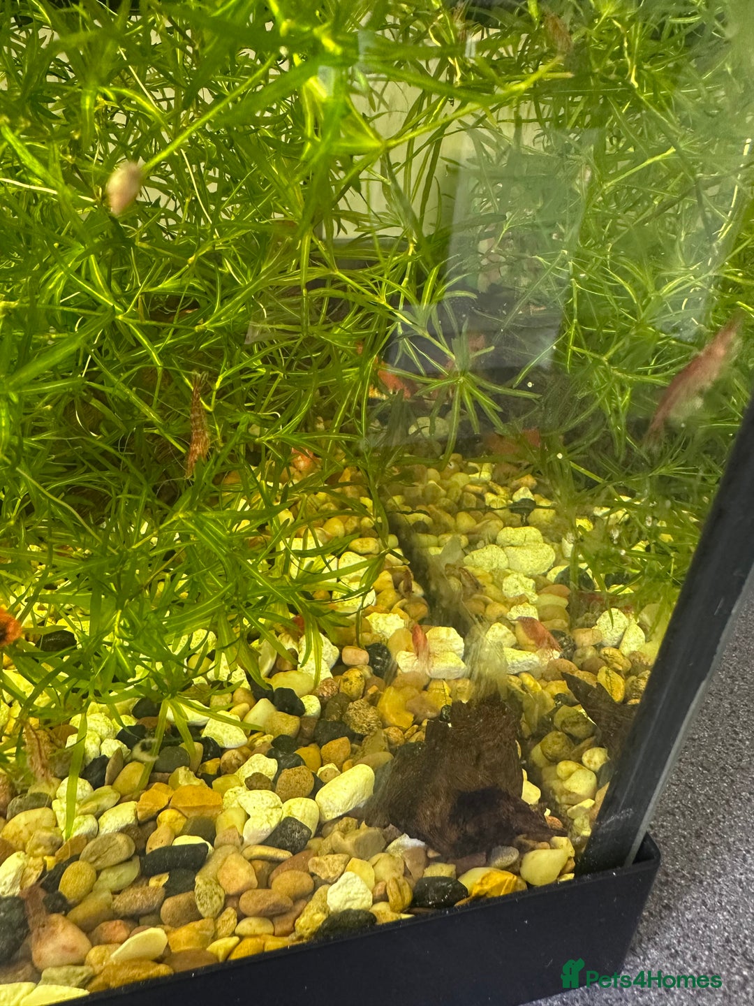 Shrimps fish for sale: Bristle-nose pleco fry and cherry shrimp - Image 2