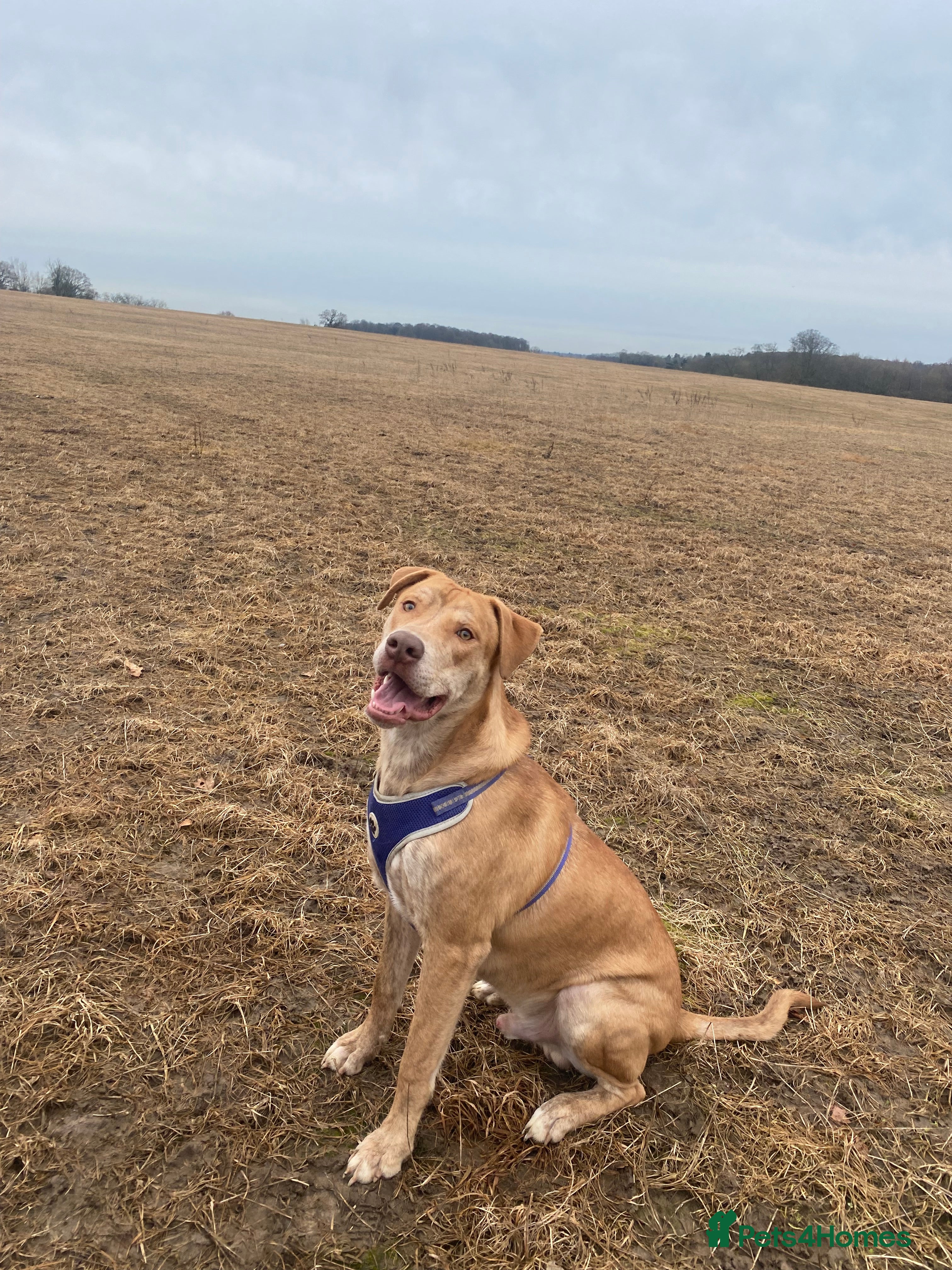 Mixed Breed dogs Mix breed male looking for forever home  - Advert 17