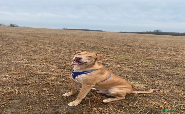 Mixed Breed dogs Mix breed male looking for forever home  - Advert 2