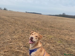 Mixed Breed dogs Mix breed male looking for forever home - Advert 20