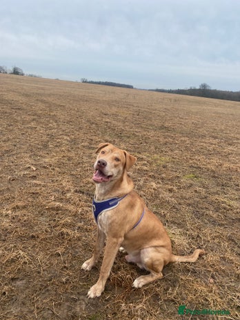 Mixed Breed dogs Mix breed male looking for forever home - Advert 6