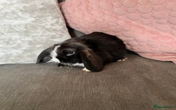 Mini Lop rabbits for sale: Beautiful mini lop rabbits for sale - Image 14