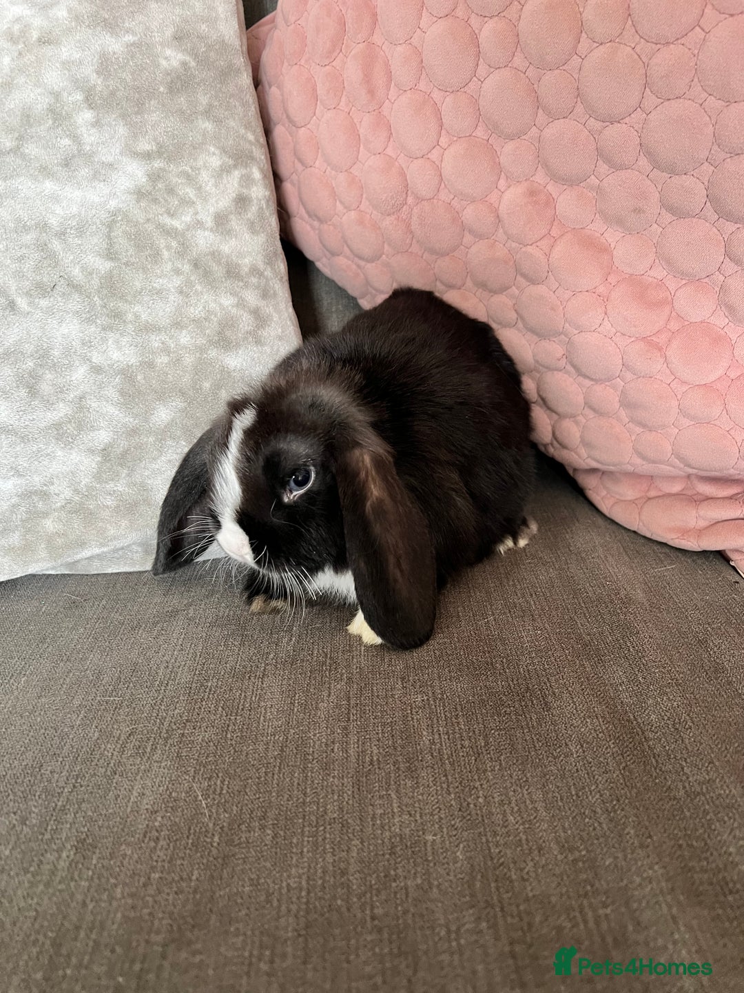 Mini Lop rabbits for sale: Beautiful mini lop rabbits for sale - Image 14