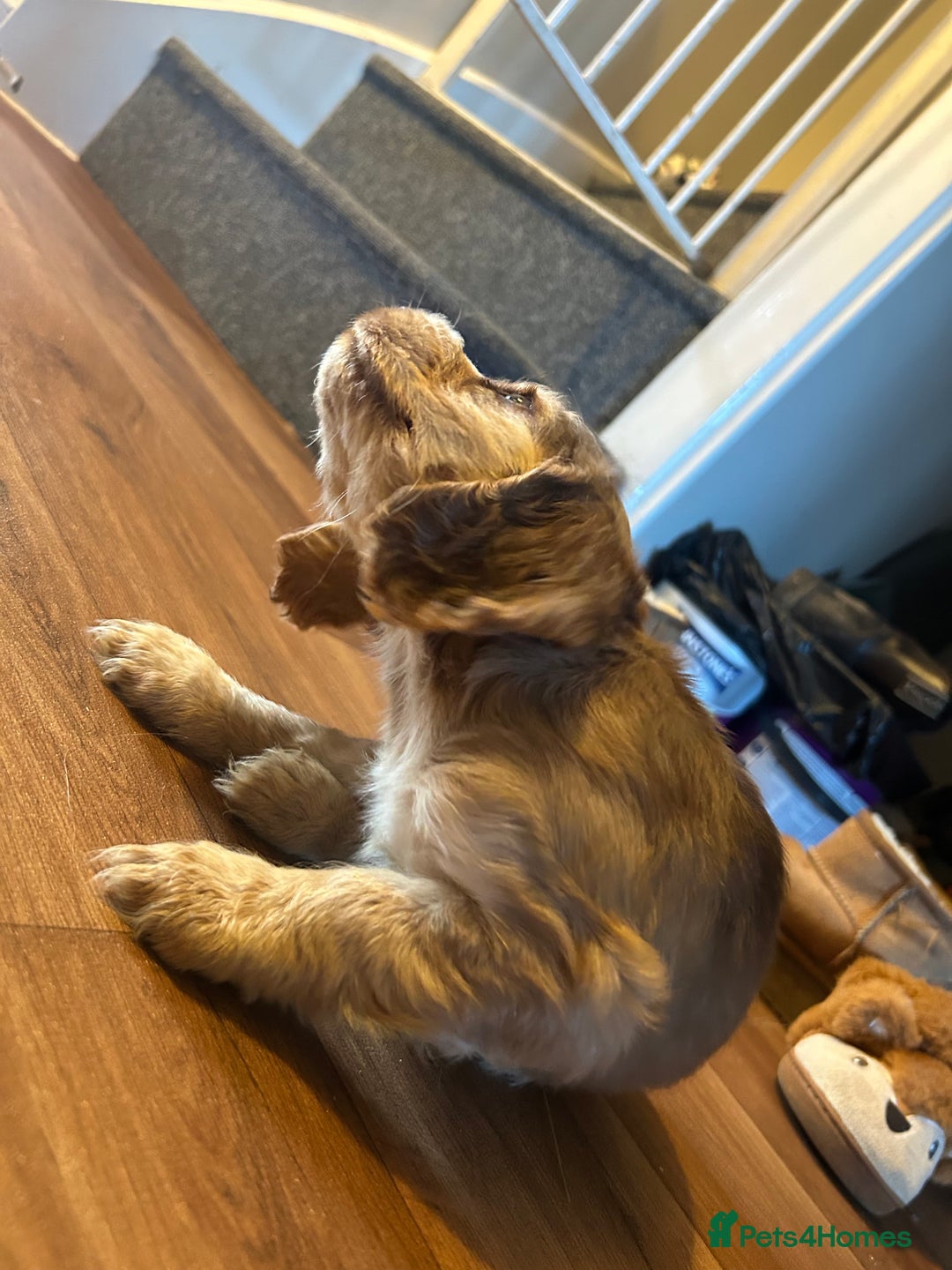 Cocker Spaniel dogs for sale: Cocker spaniel puppies - Advert 7