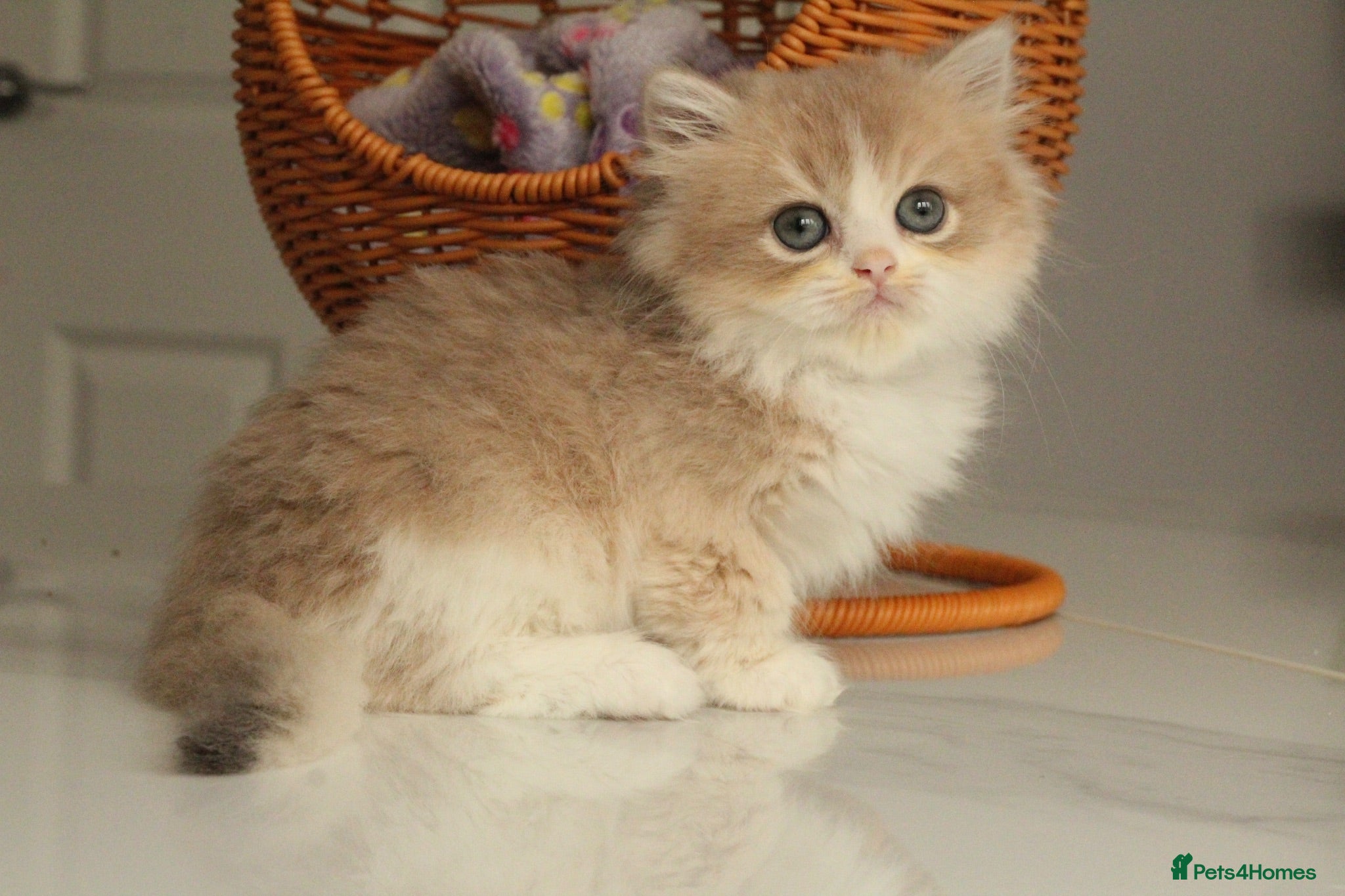 British Longhair cats Rare color Cinnamon Golden BLH - Advert 2