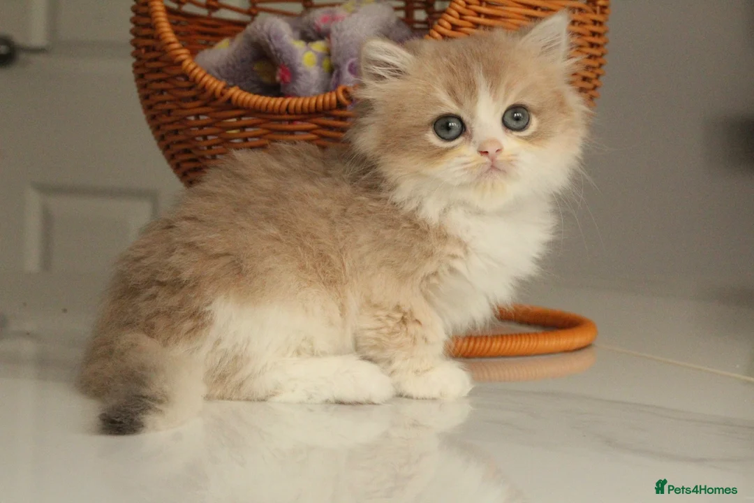 British Longhair cats for sale: Rare color Cinnamon Golden BLH - Advert 2