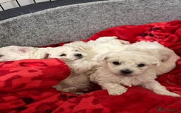 Bichon Frise dogs for sale: Bichon puppies  - Image 1