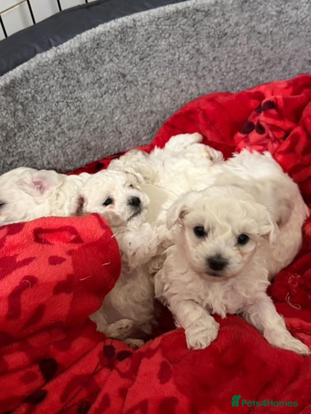 Bichon Frise dogs for sale: Bichon puppies  - Image 1