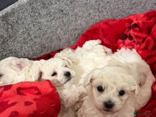 Bichon Frise dogs for sale - Advert 1